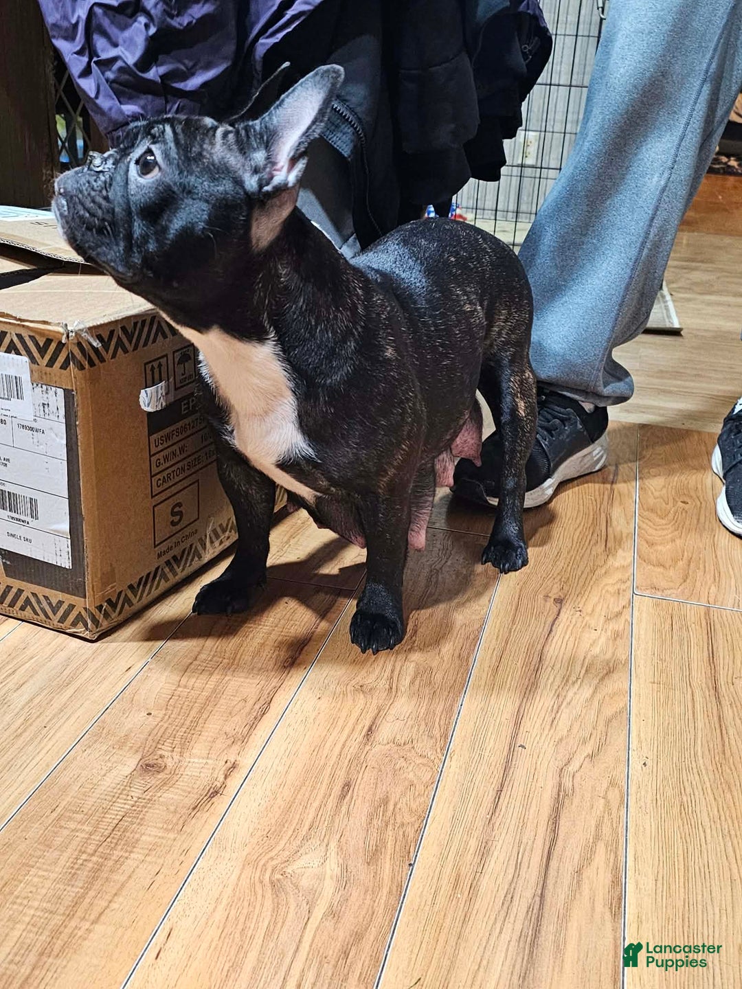 French Bulldog dogs for sale: Tank - Ad 5
