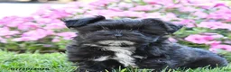 Morkie dogs for sale: Frisky - Ad 3