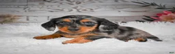 Miniature Dachshund dogs for sale: AKC-Hershey - Ad 6