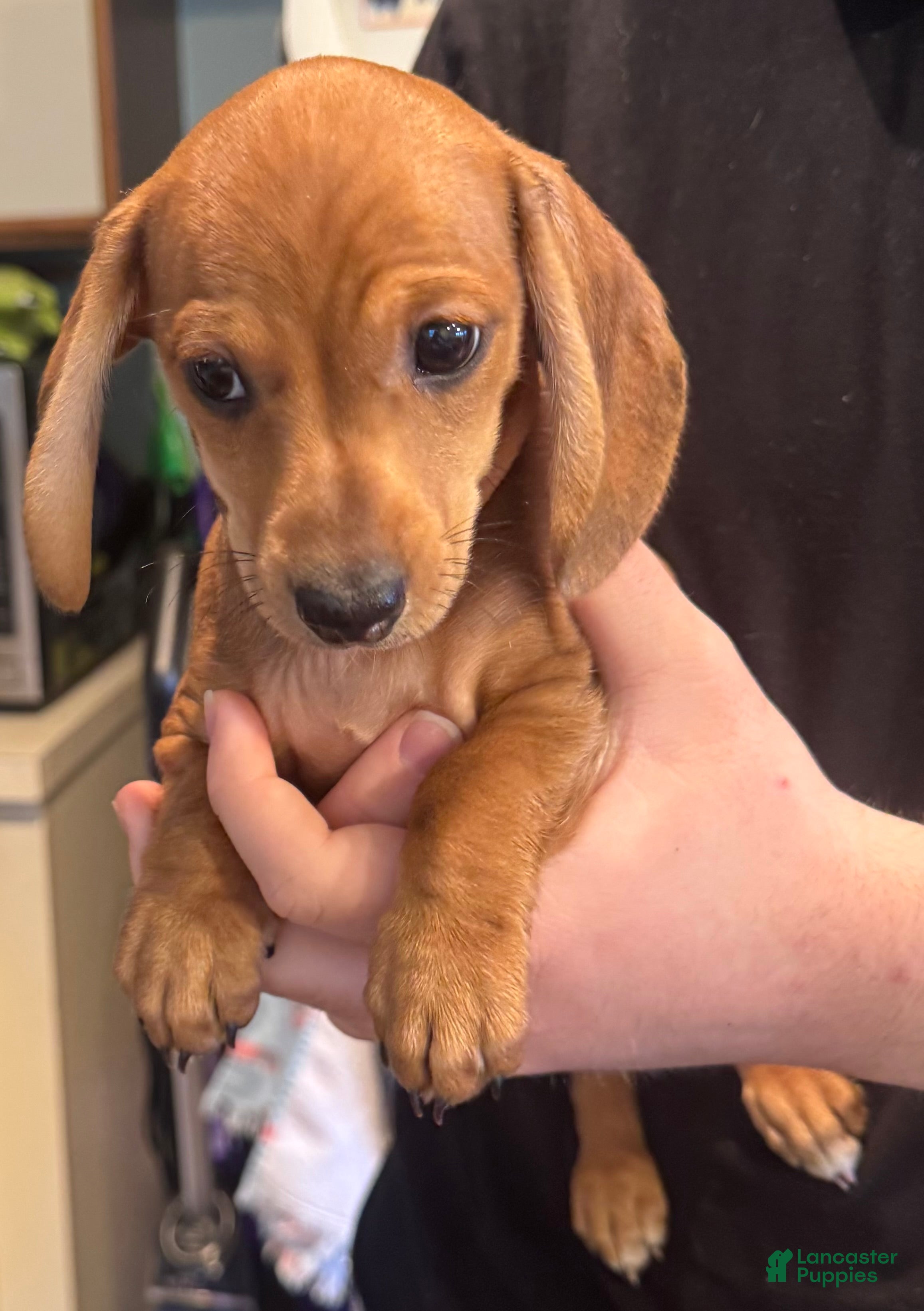 Dachshund dogs Lola - Ad 1