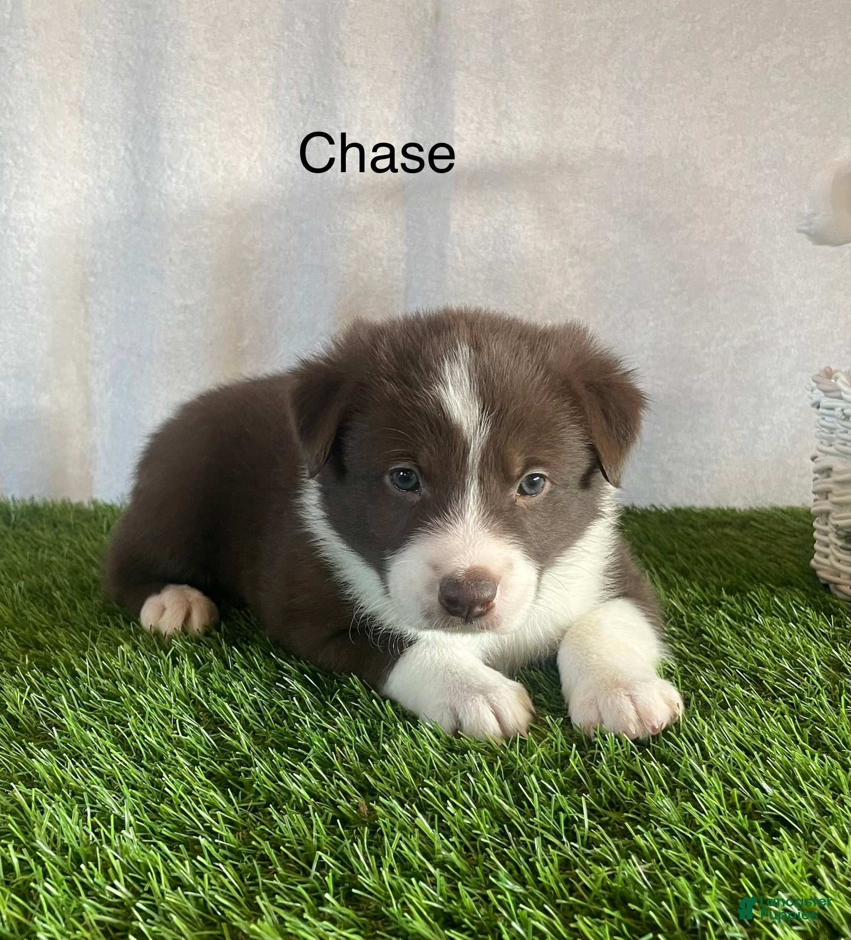 Border Collie dogs Border Collie Puppy 2 Chase - Ad 2