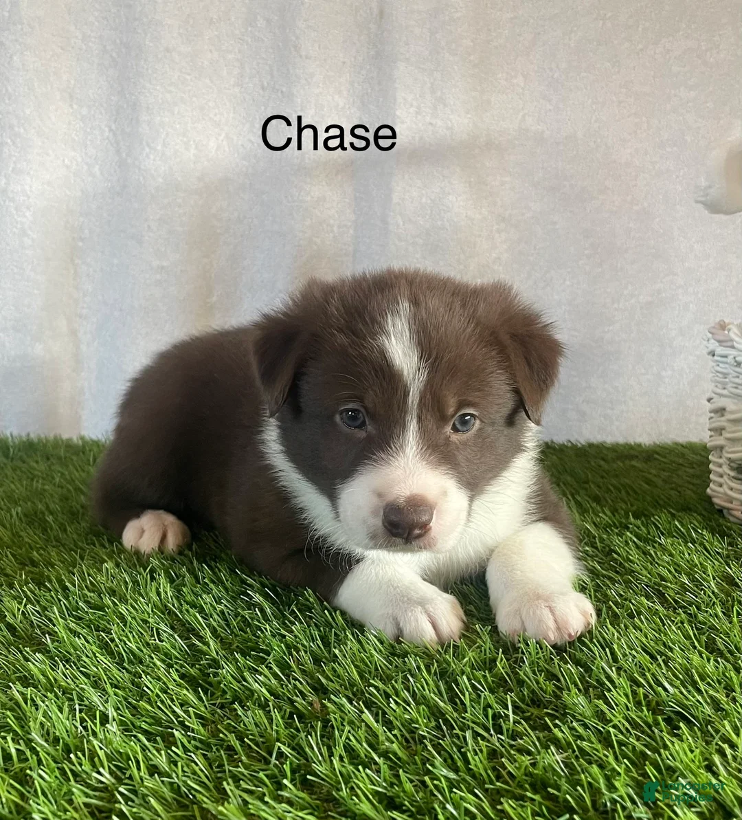 Border Collie dogs for sale: Border Collie Puppy 2 Chase - Ad 2