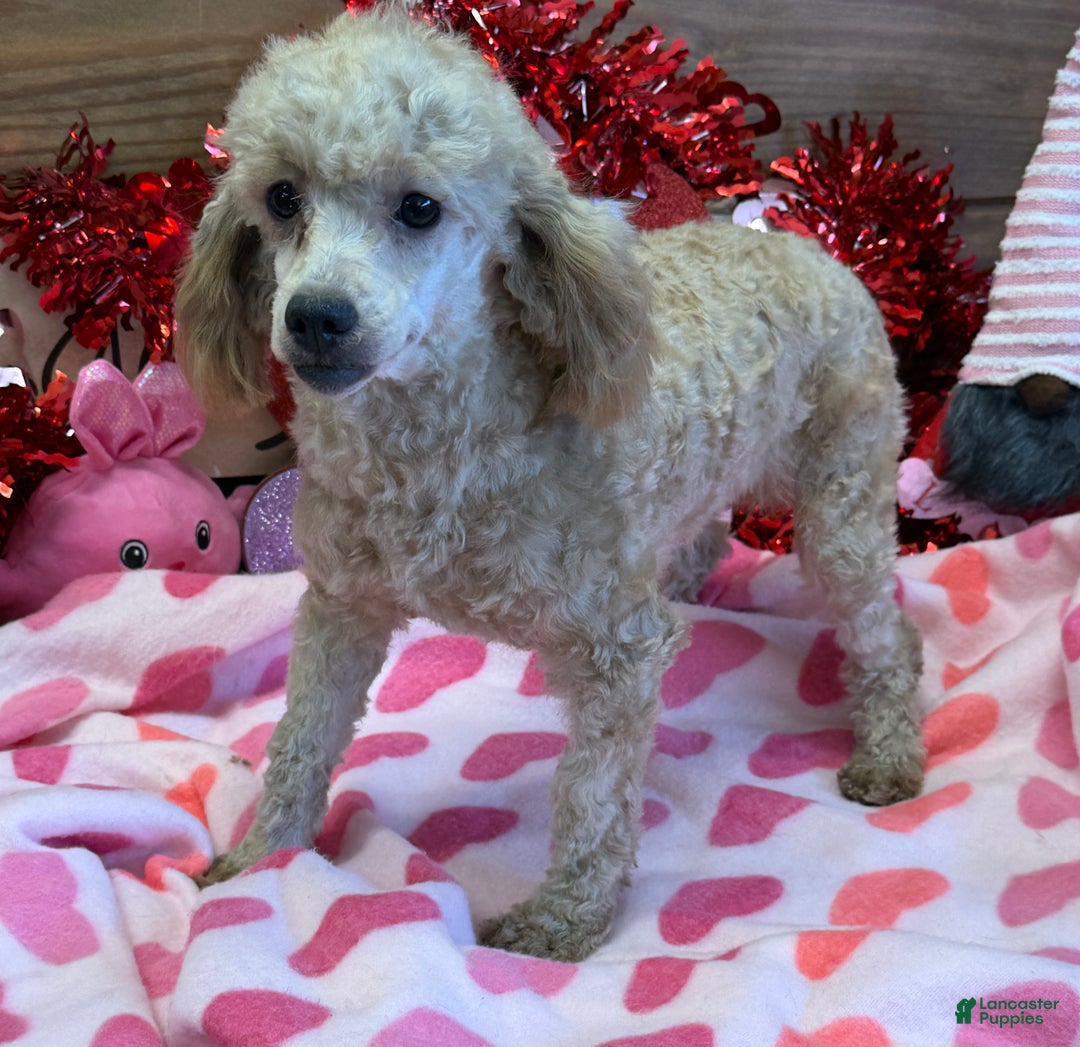 Miniature Poodle dogs for sale: Taffy - Ad 1