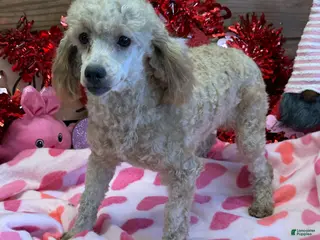 Miniature Poodle dogs Taffy - Ad 11