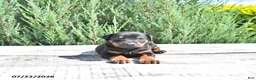 Doberman Pinscher dogs for sale: Luna  - Ad 3