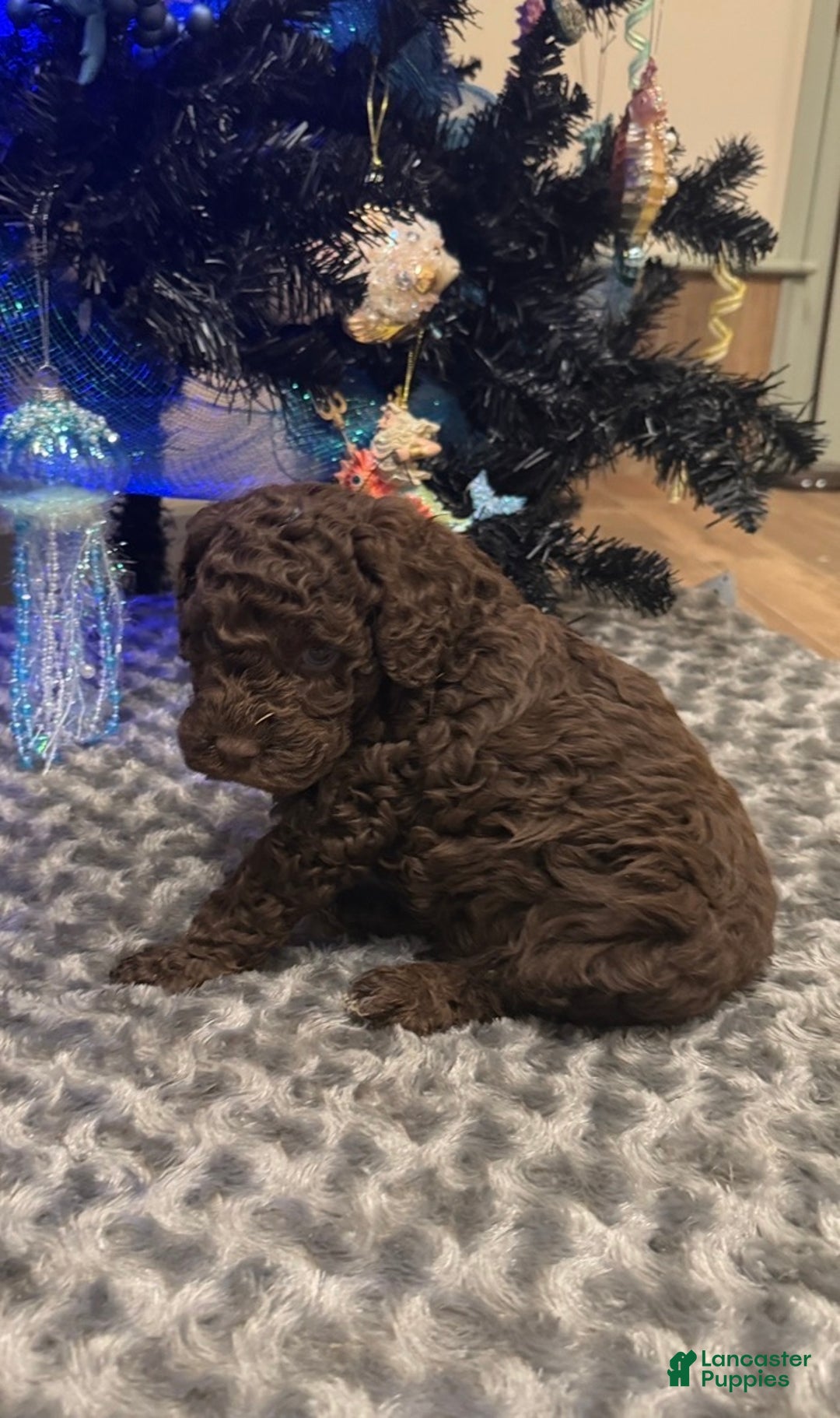 Labradoodle dogs for sale: Labradoodle Puppy 2 - Ad 2