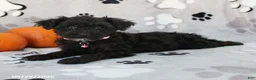 Yorkiepoo dogs for sale: Stella - Ad 4