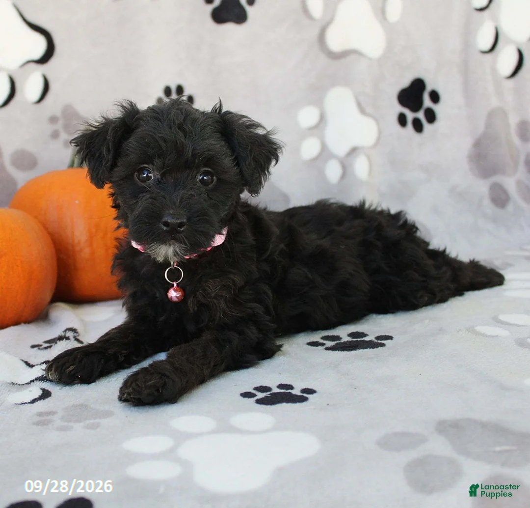 Yorkiepoo dogs for sale: Stella - Ad 4