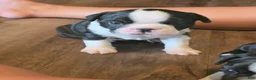 Boston Terrier dogs for sale: Boston Terrier 3 - Ad 2