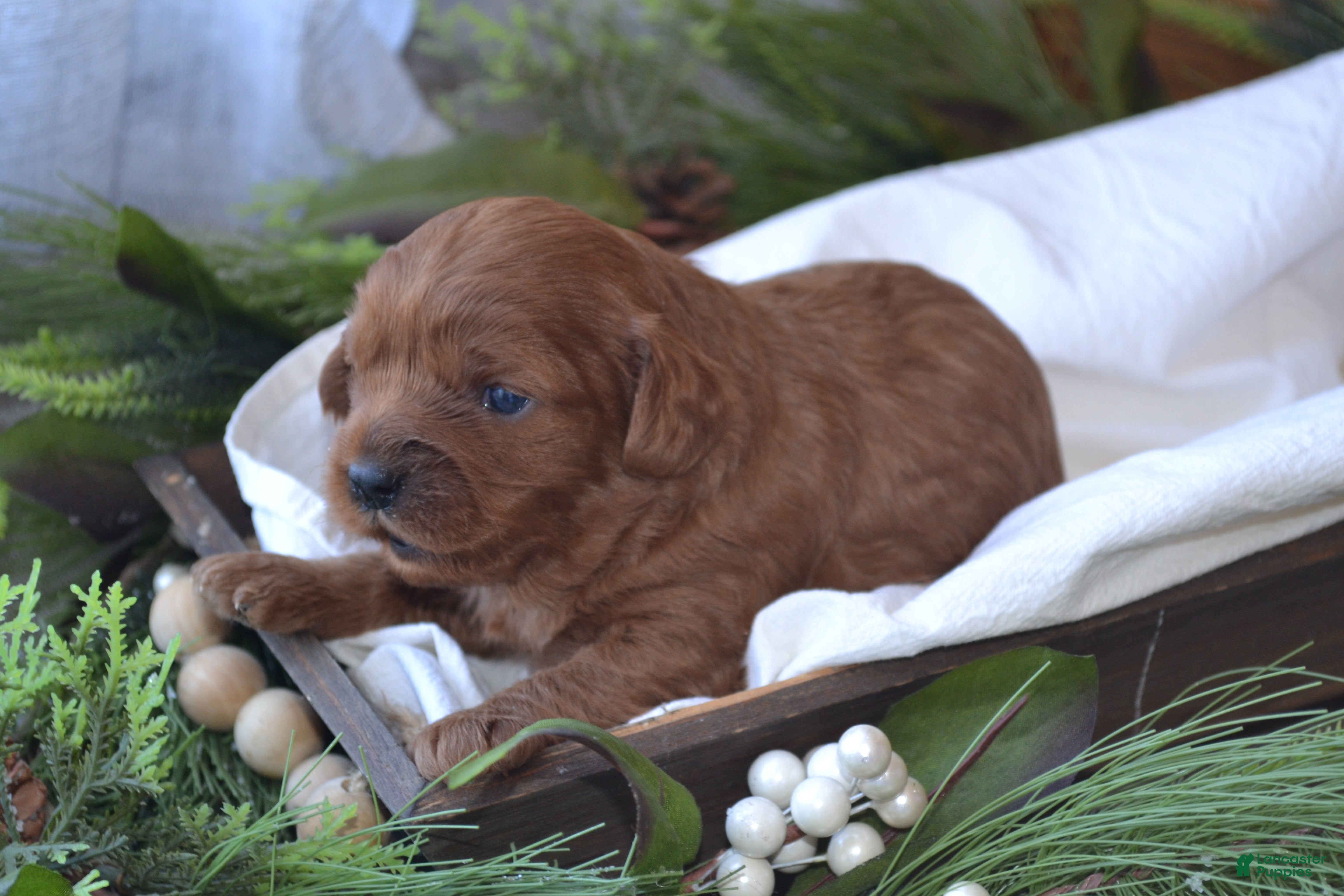 Cavapoo dogs Glimmer - Ad 4