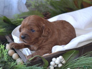 Cavapoo dogs Glimmer - Ad 4