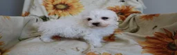 Bichon Frise dogs for sale: Buddy  - Ad 3