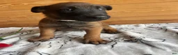 Belgian Malinois dogs for sale: Jackson - Ad 3