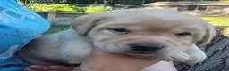 Labrador Retriever dogs for sale: Lexi - Ad 4