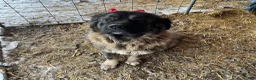 Mixed Breed dogs for sale: Green Puppy - Ad 2