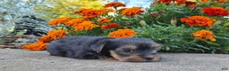 Yorkshire Terrier dogs for sale: Molly - Ad 22