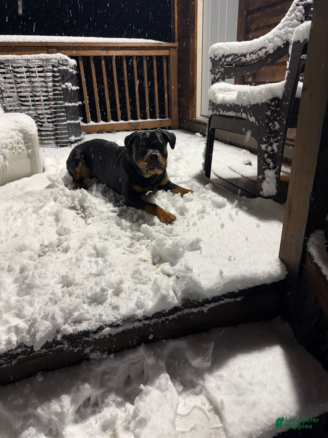 Rottweiler dogs for sale: Duncan - Ad 1