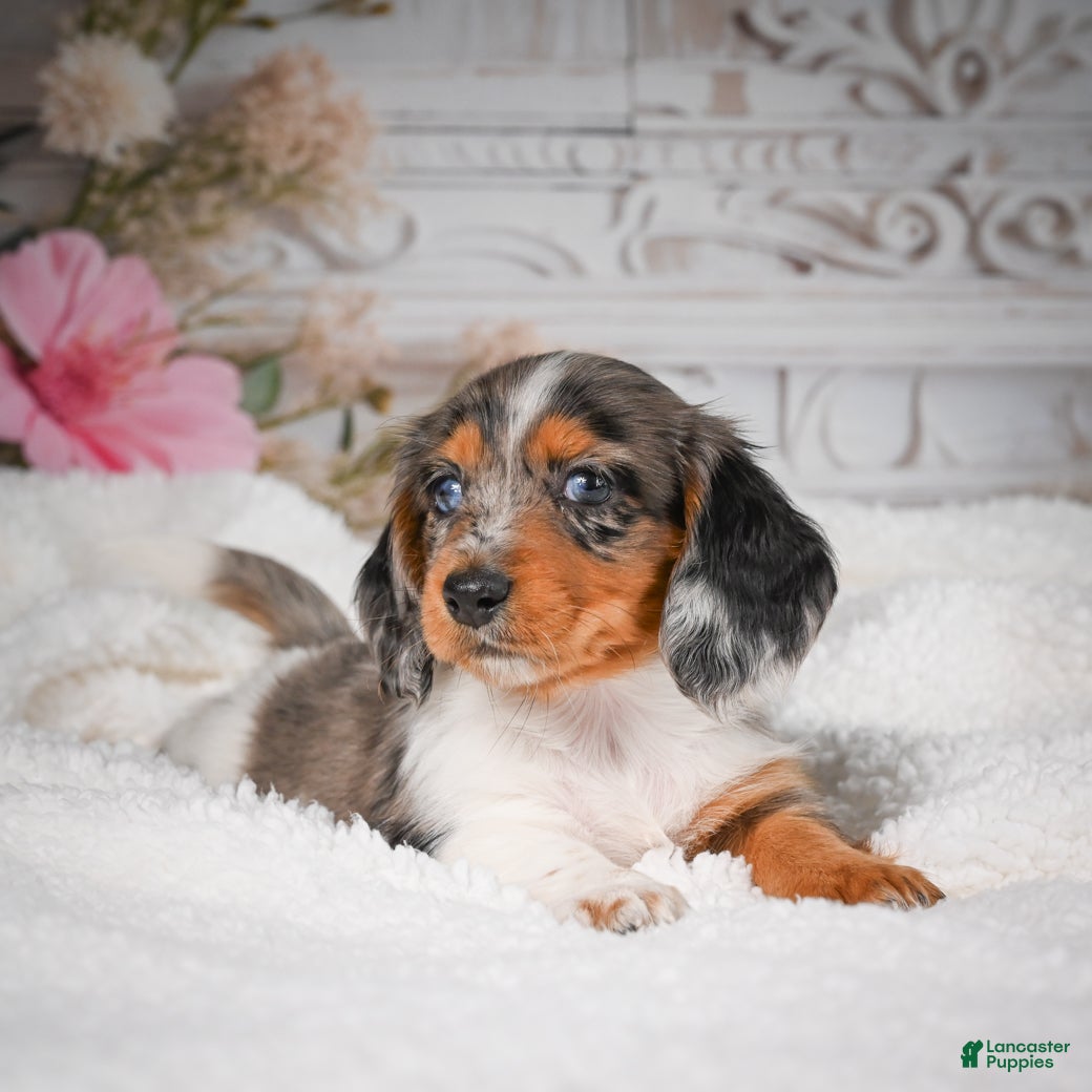 Miniature Dachshund dogs for sale: AKC-Betsy - Ad 11
