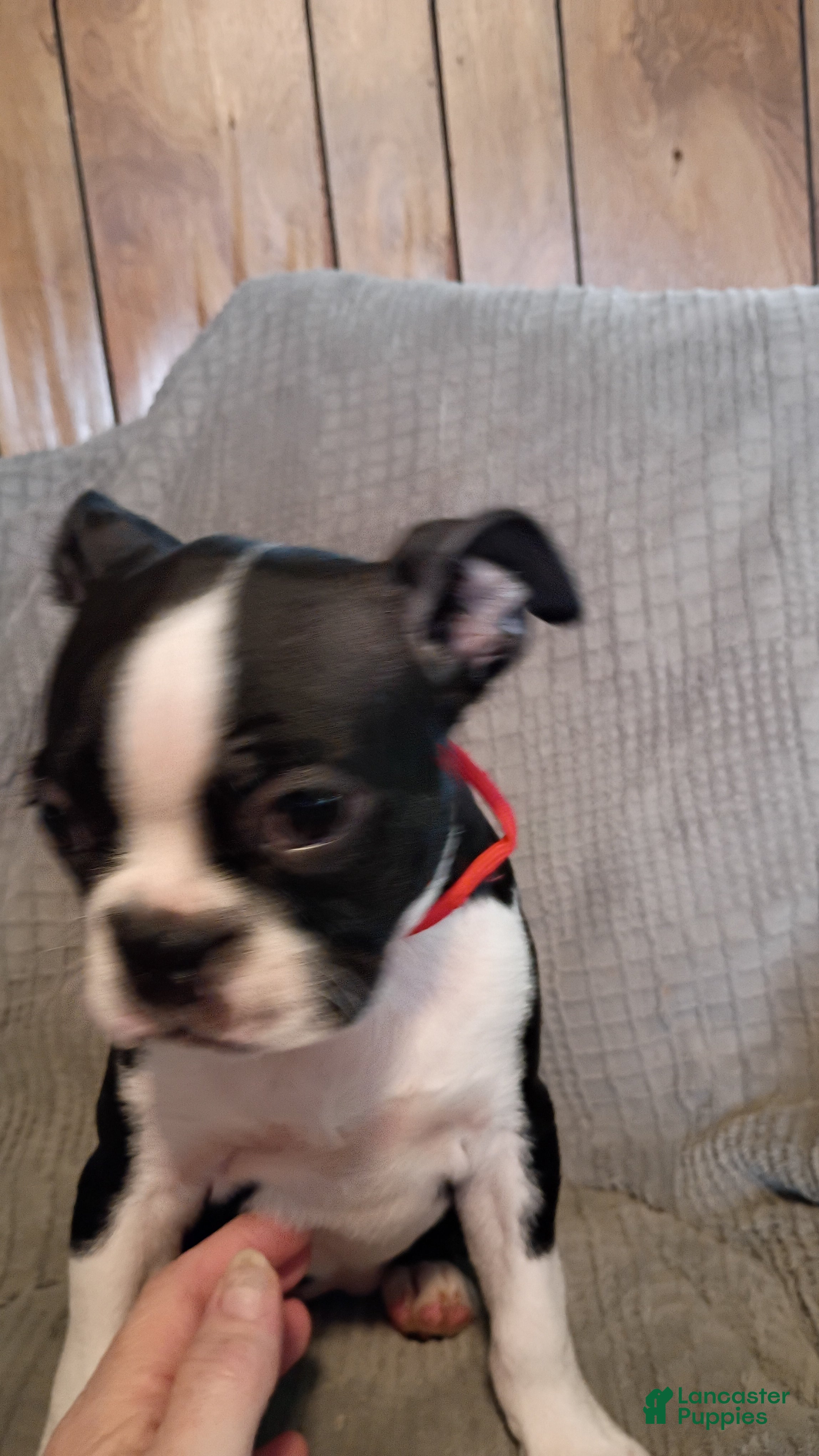 Boston Terrier dogs Boston Terrier Puppy 5 - Ad 3
