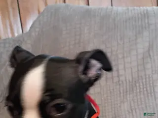 Boston Terrier dogs Boston Terrier Puppy 5 - Ad 3