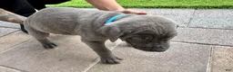 Mixed Breed dogs for sale: Mixed Breed Puppy 2 (teal)  - Ad 5