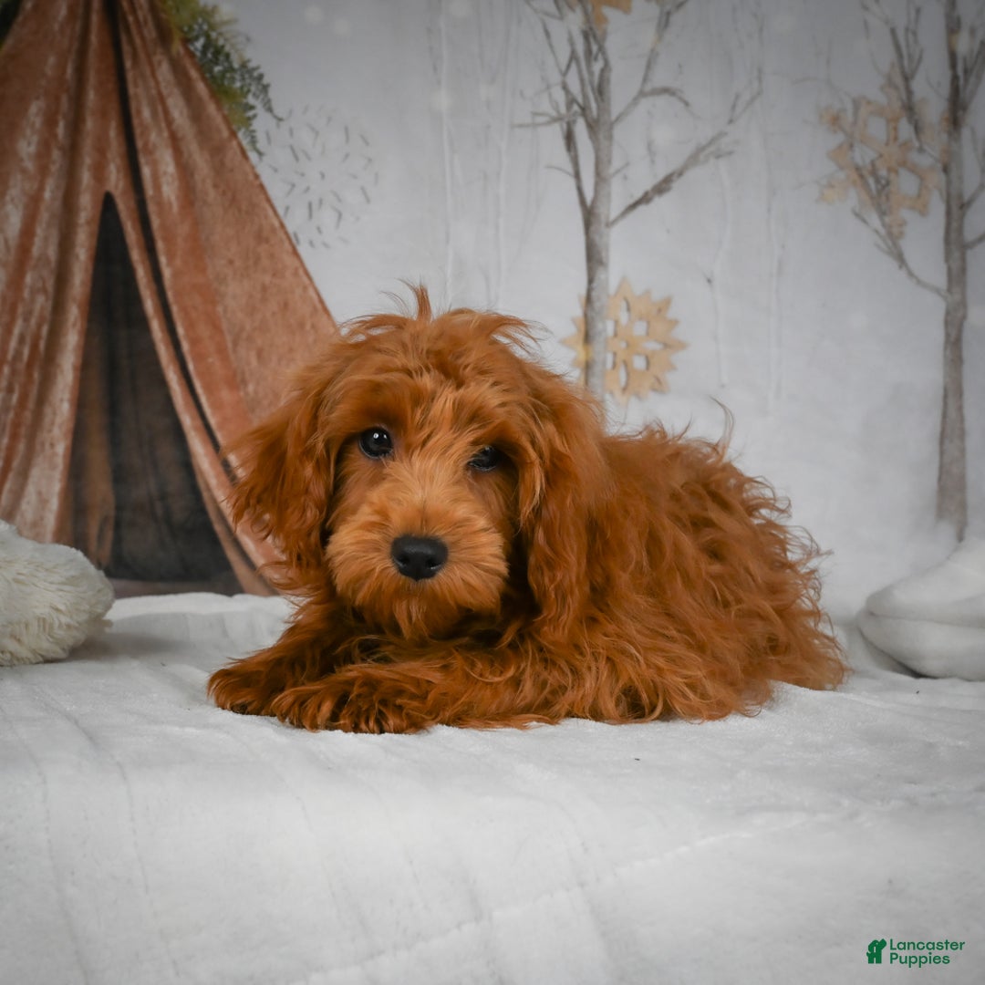 Mini Goldendoodle dogs for sale: Rita - Ad 4