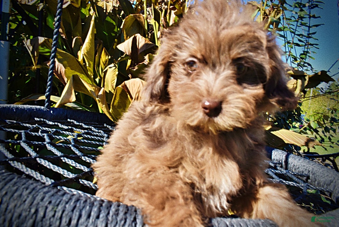 Havapoo dogs for sale: Gracie - Black Friday Sale - Ad 2