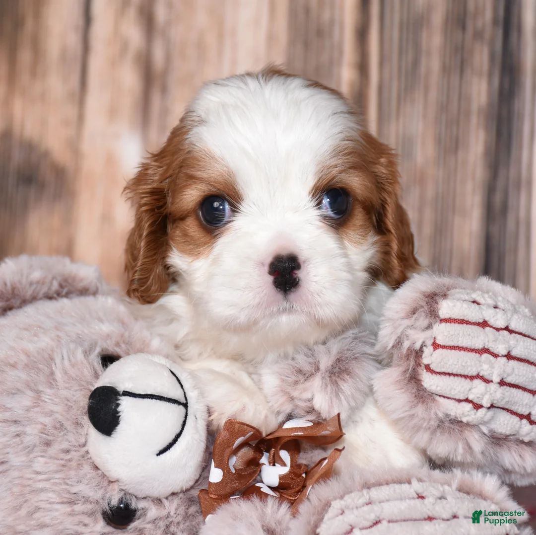 Cavalier King Charles Spaniel dogs for sale: Cruz - Ad 2