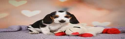 Beagle dogs for sale: OTIS - Ad 13