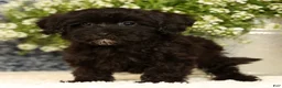Havapoo dogs for sale: Rayna - Ad 6