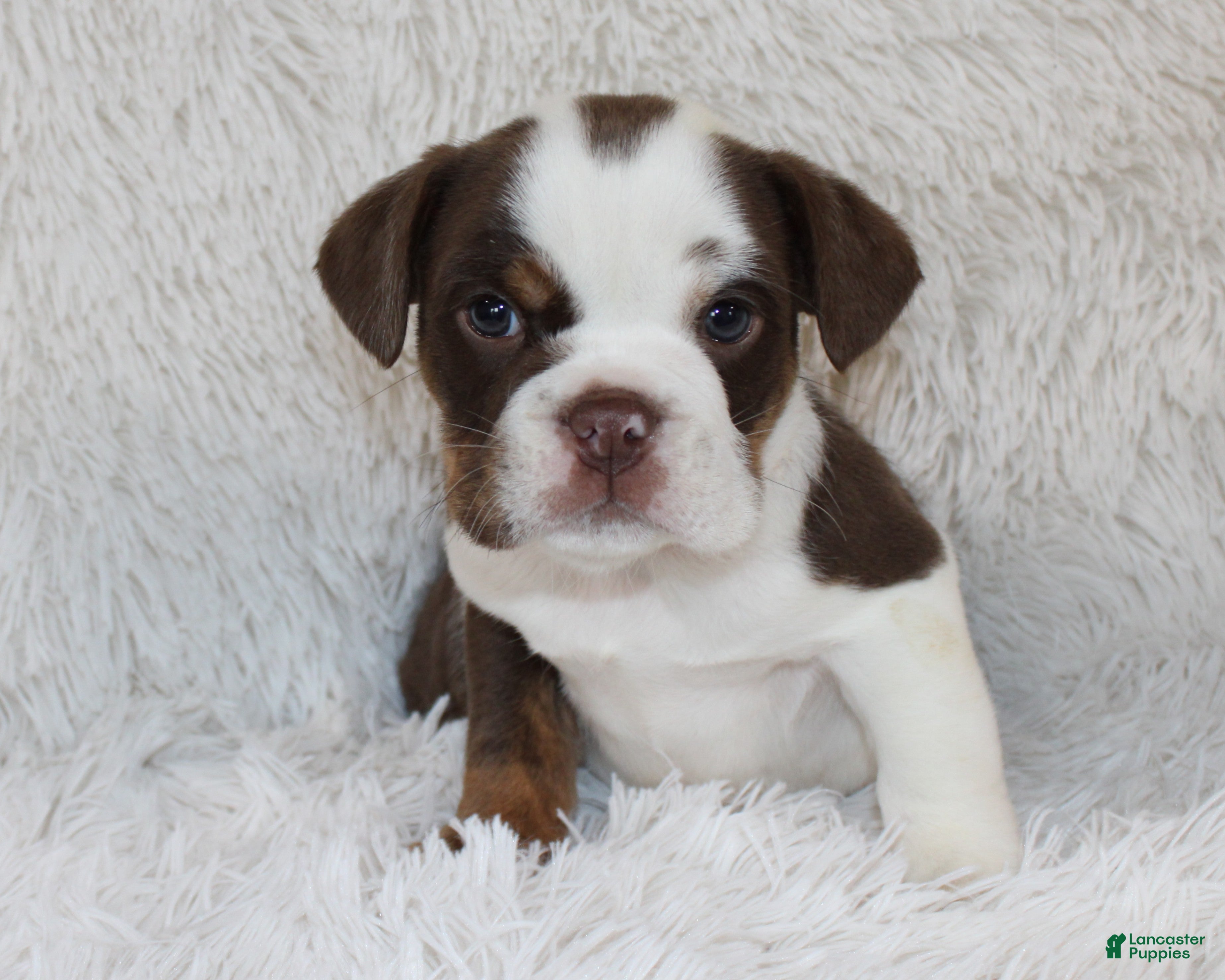 English Bulldog dogs Milo - Ad 2