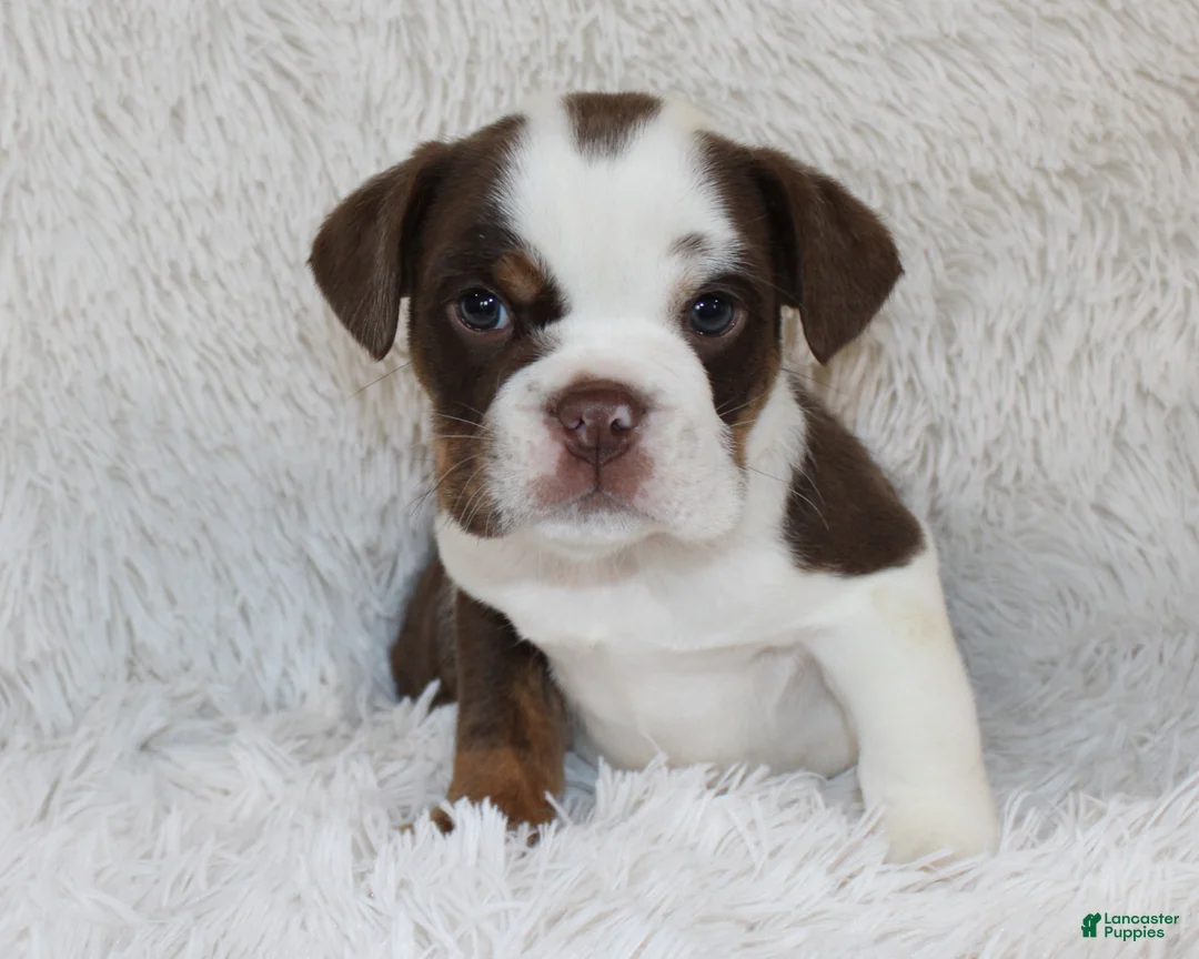 English Bulldog dogs for sale: Milo - Ad 2