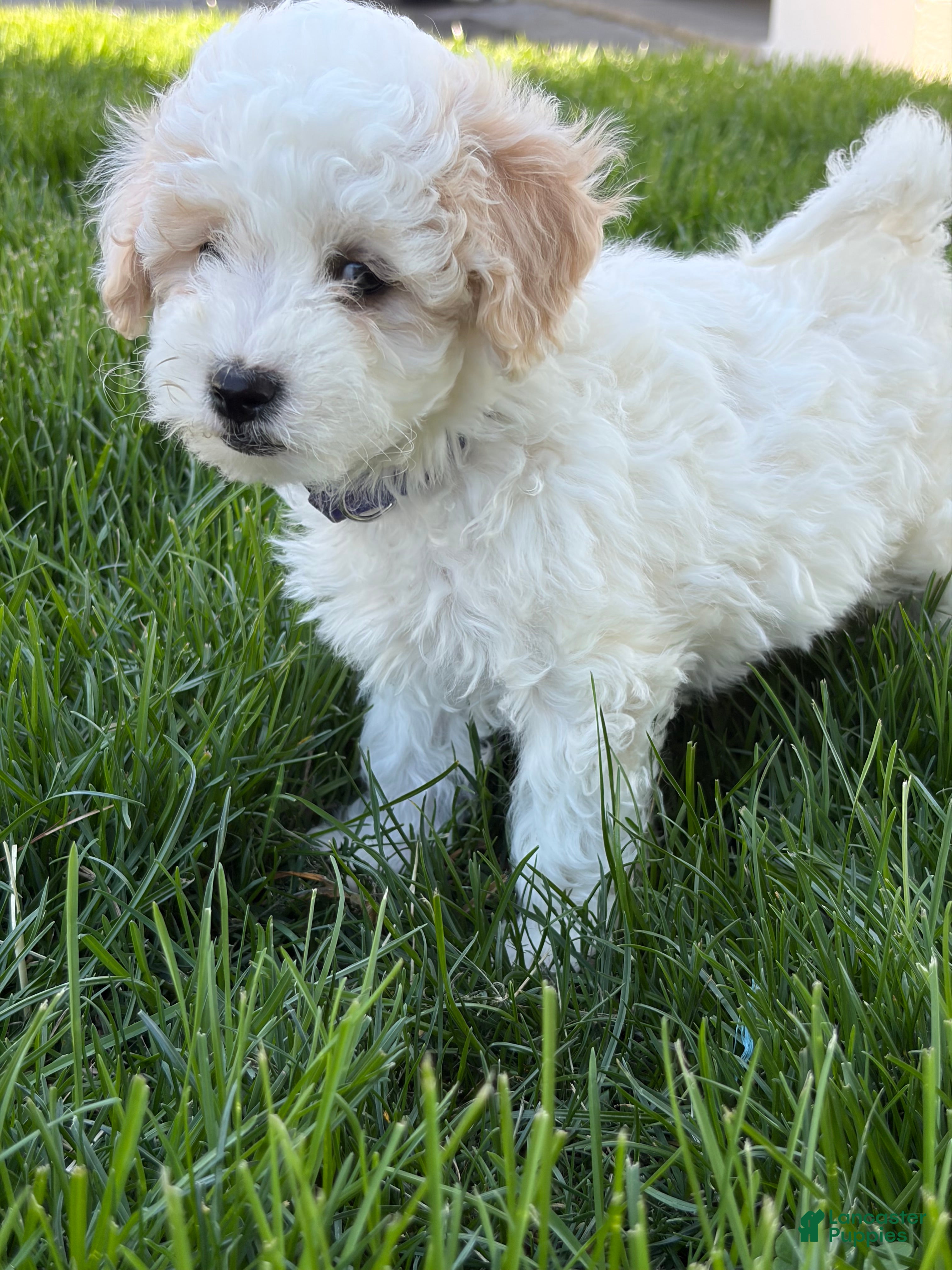 Maltipoo dogs Duke - Ad 1