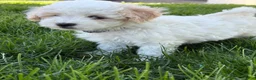 Maltipoo dogs for sale: Duke - Ad 4