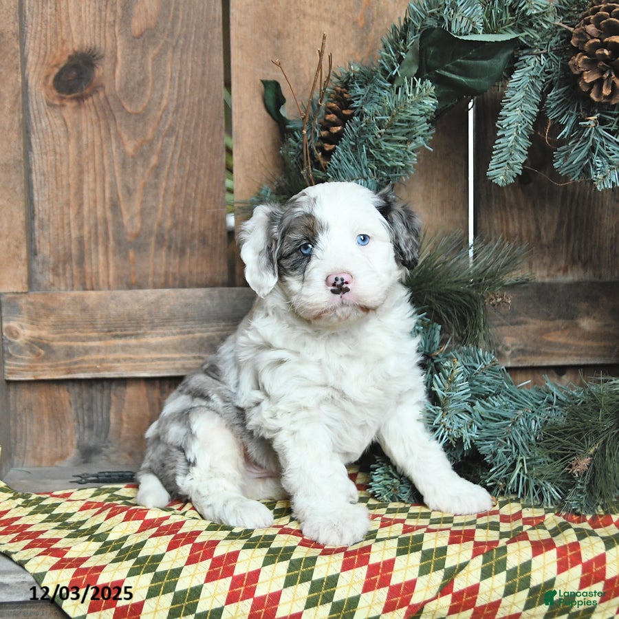 Mini Bernedoodle dogs Rudy - Ad 28