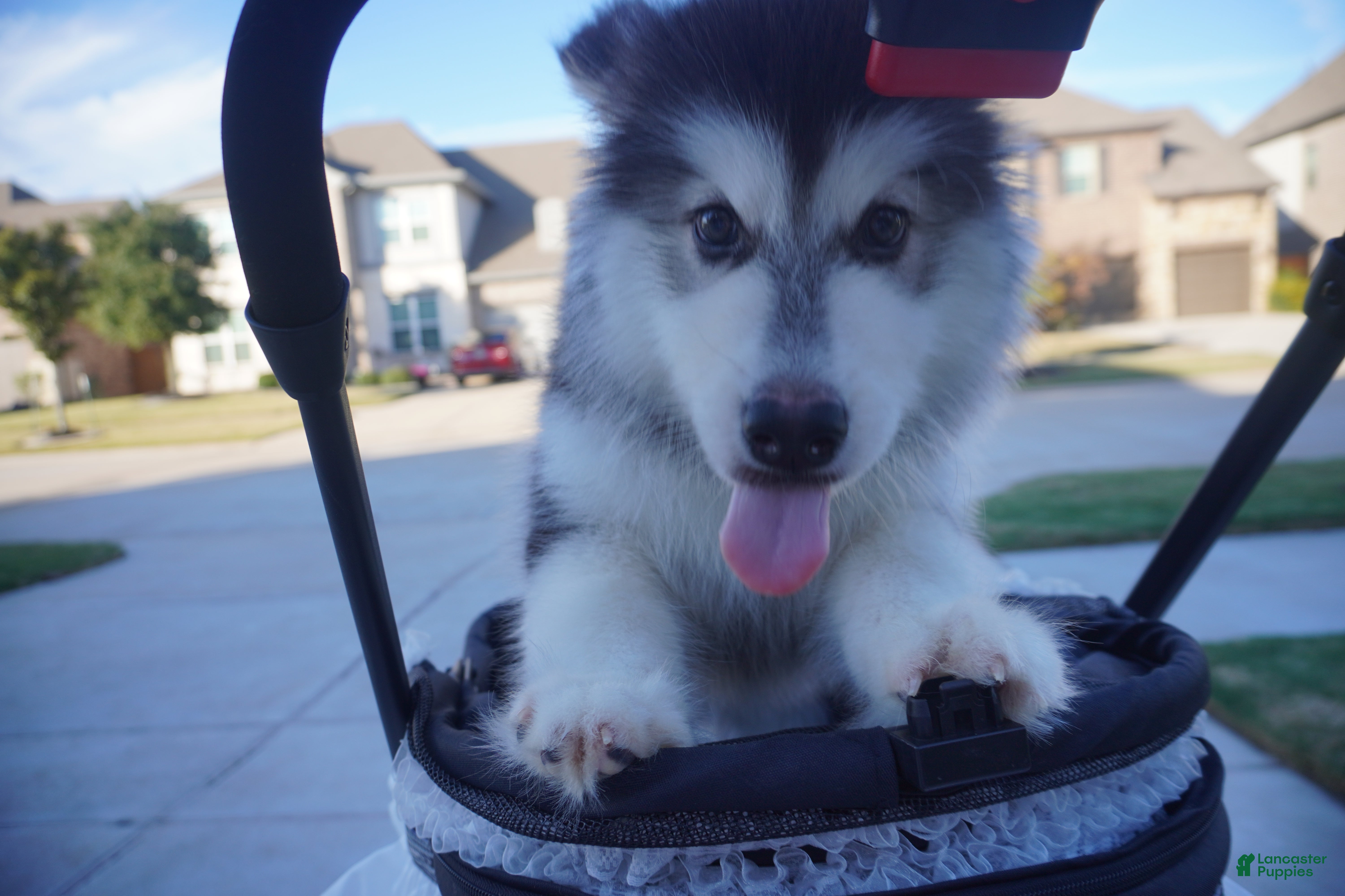 Alaskan Malamute dogs Xiao Hong - Ad 42