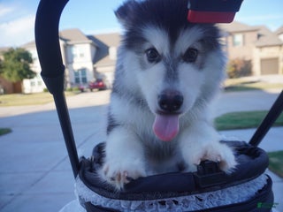 Alaskan Malamute dogs Xiao Hong - Ad 35