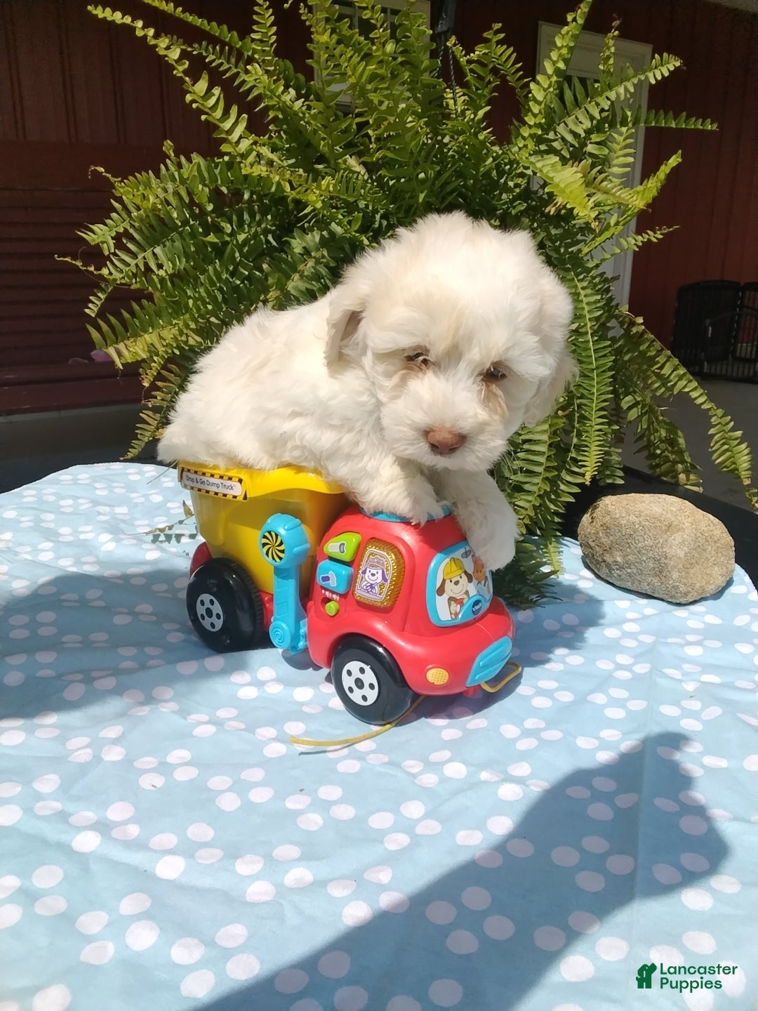 Mixed Breed dogs Henry - Ad 1