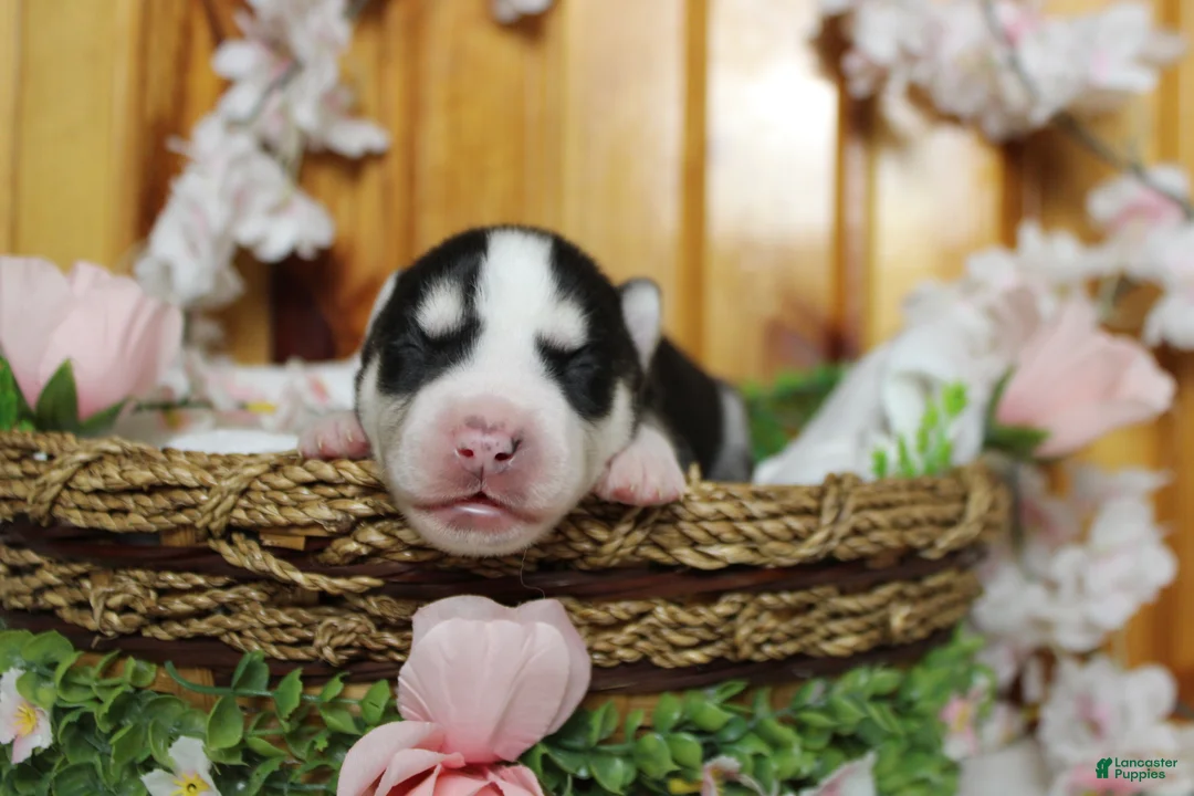 Siberian Husky dogs for sale: Atlas - Ad 2