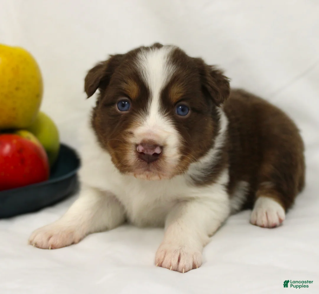 Australian Shepherd dogs for sale: Pixie - Ad 3