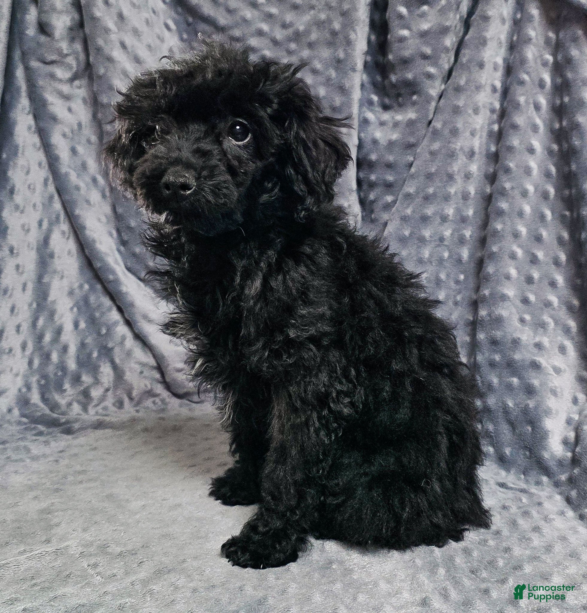 Mixed Breed dogs Dahlia - Ad 29