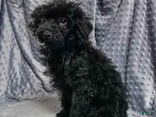 Mixed Breed dogs Dahlia - Ad 29