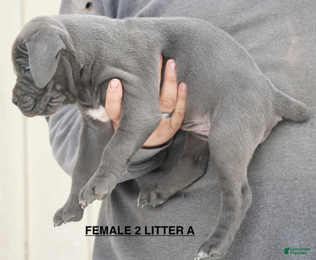 Cane Corso dogs for sale: Female 2 Litter A - Ad 2