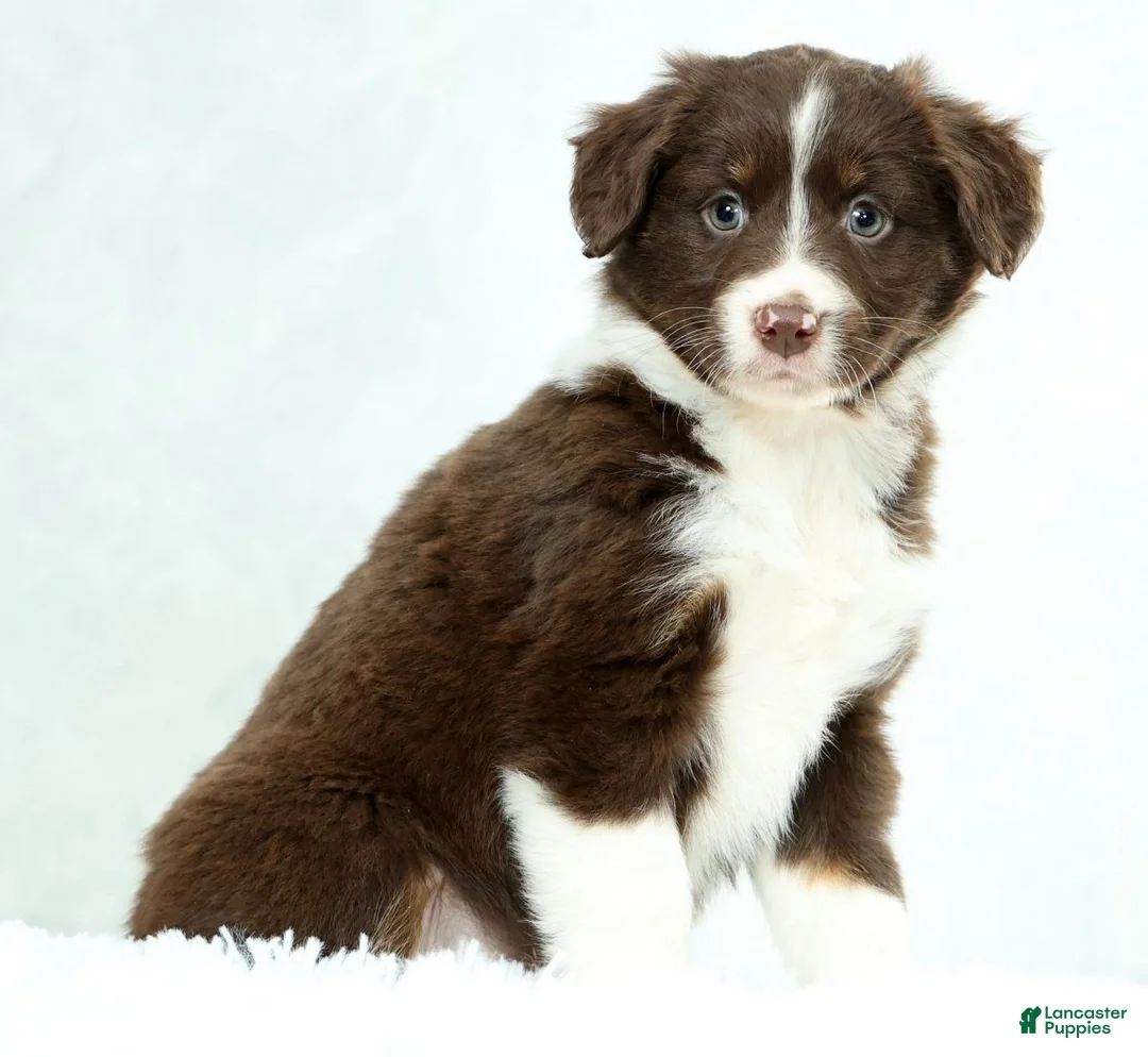 Miniature Australian Shepherd dogs for sale: Heidi - Ad 2