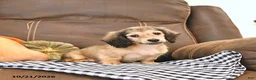 Miniature Dachshund dogs for sale: Monty - Ad 3