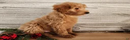Mini Goldendoodle dogs for sale: Reno - Ad 14