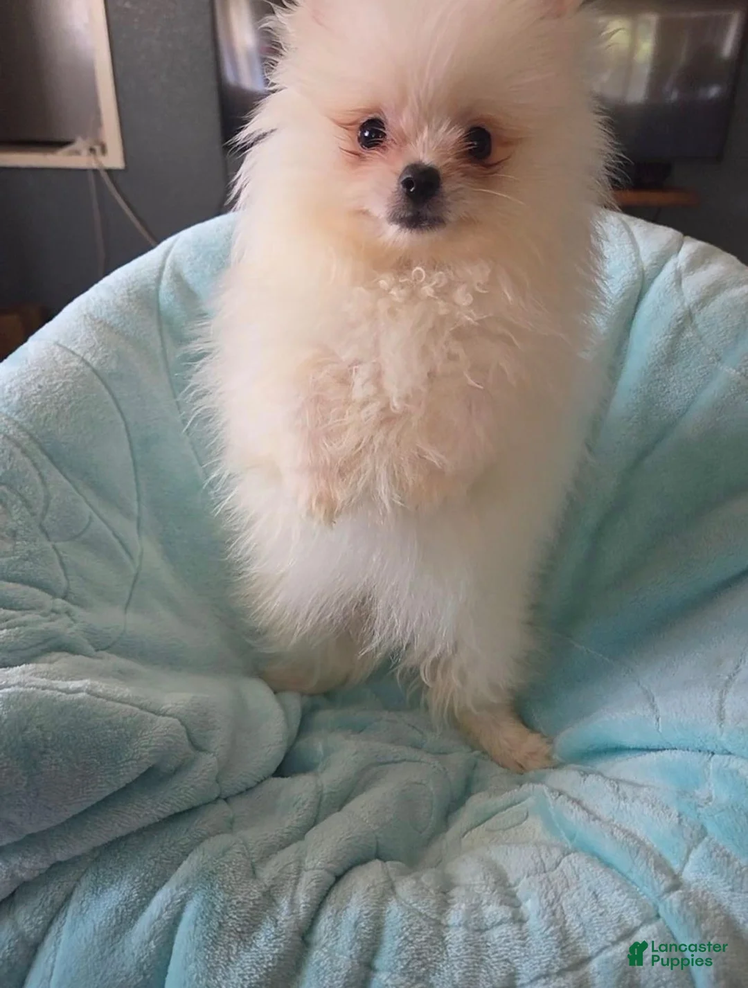 Pomeranian dogs for sale: Snowie - Ad 2
