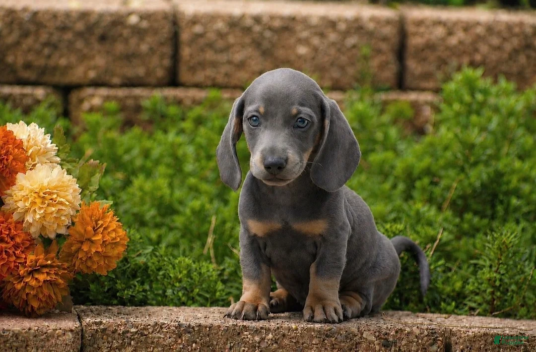 Miniature Dachshund dogs for sale: Draco - Mini - Ad 2
