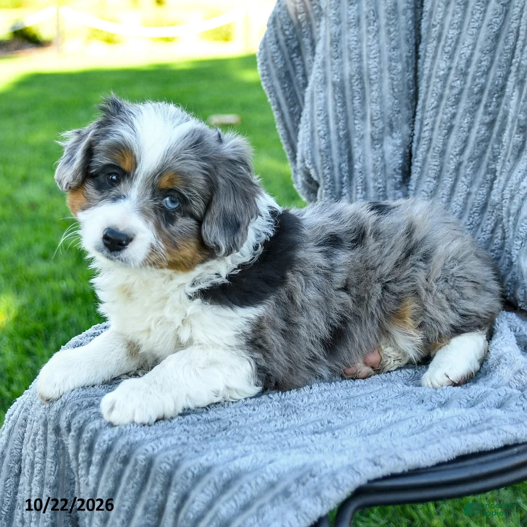 Miniature Australian Shepherd dogs for sale: Maverick - Ad 2
