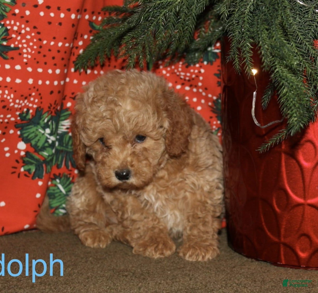 Mini Goldendoodle dogs Rudolph - Ad 33